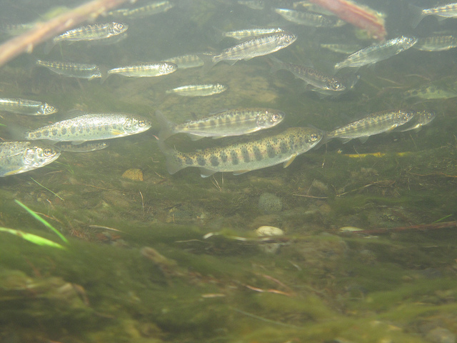 Striped Bass on the American River