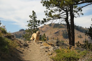 Mt. Judah Loop Trail