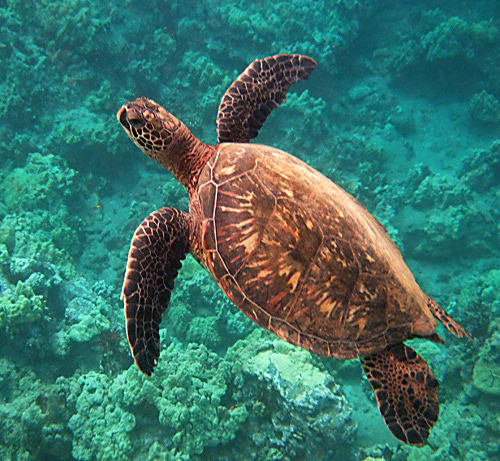 Maui: Snorkeling, The World Beneath the Waves
