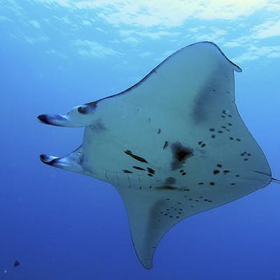 Maui: Discover Scuba Diving