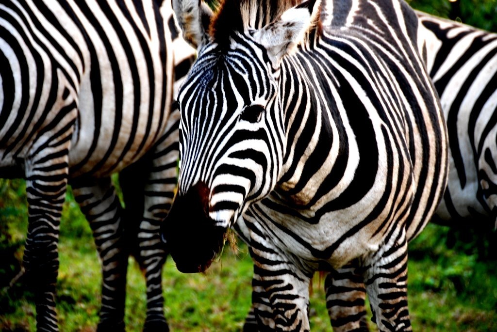 Kilimanjaro Climb & Safari Expedition 