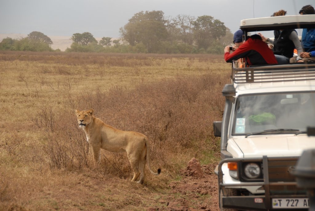 Kilimanjaro Climb & Safari Expedition 