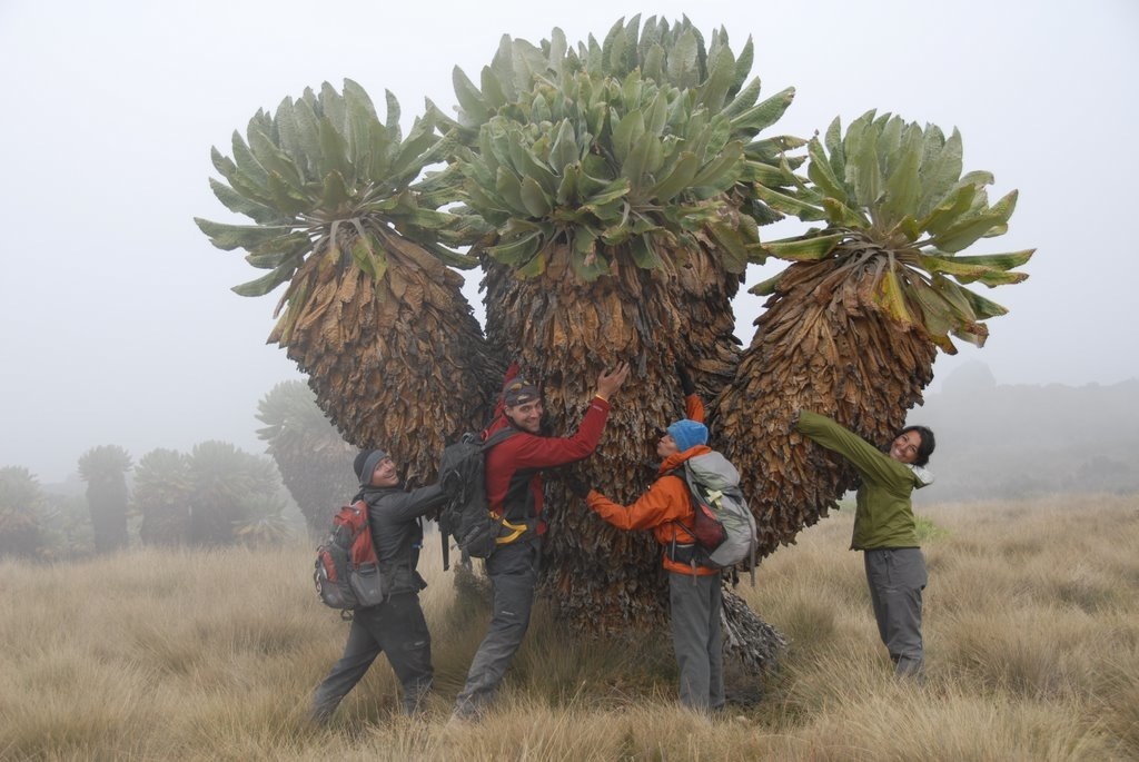 Kilimanjaro Climb & Safari Expedition 