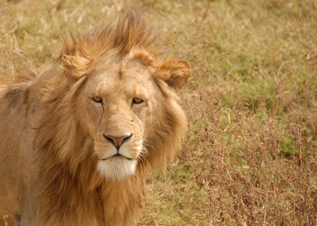 Kilimanjaro Climb & Safari Expedition 