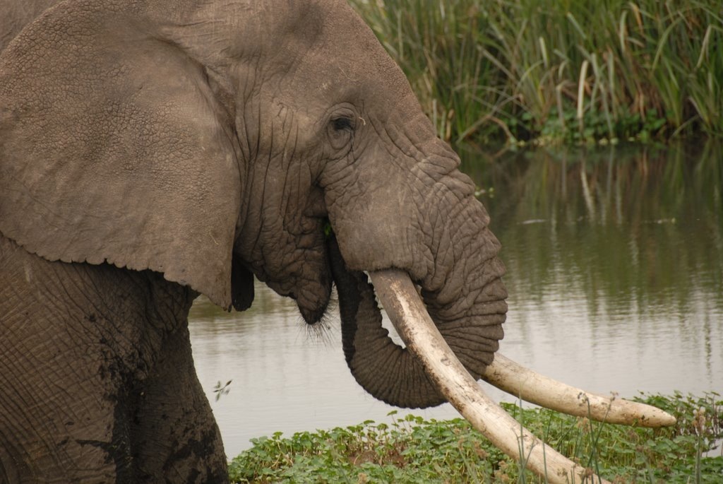 Kilimanjaro Climb & Safari Expedition 
