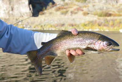 1-Day Guided Fly Fishing