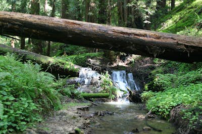Hike through Portola Redwoods State Park