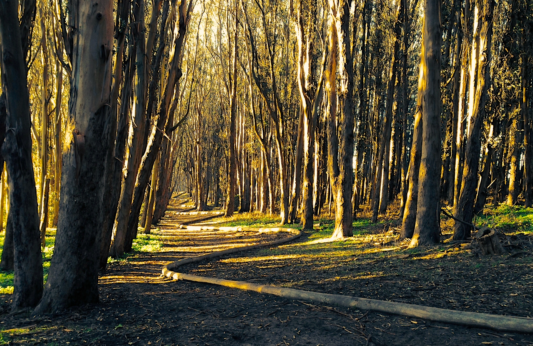 Lover's Lane, Ecology, Mountain Lake Trail Loop 