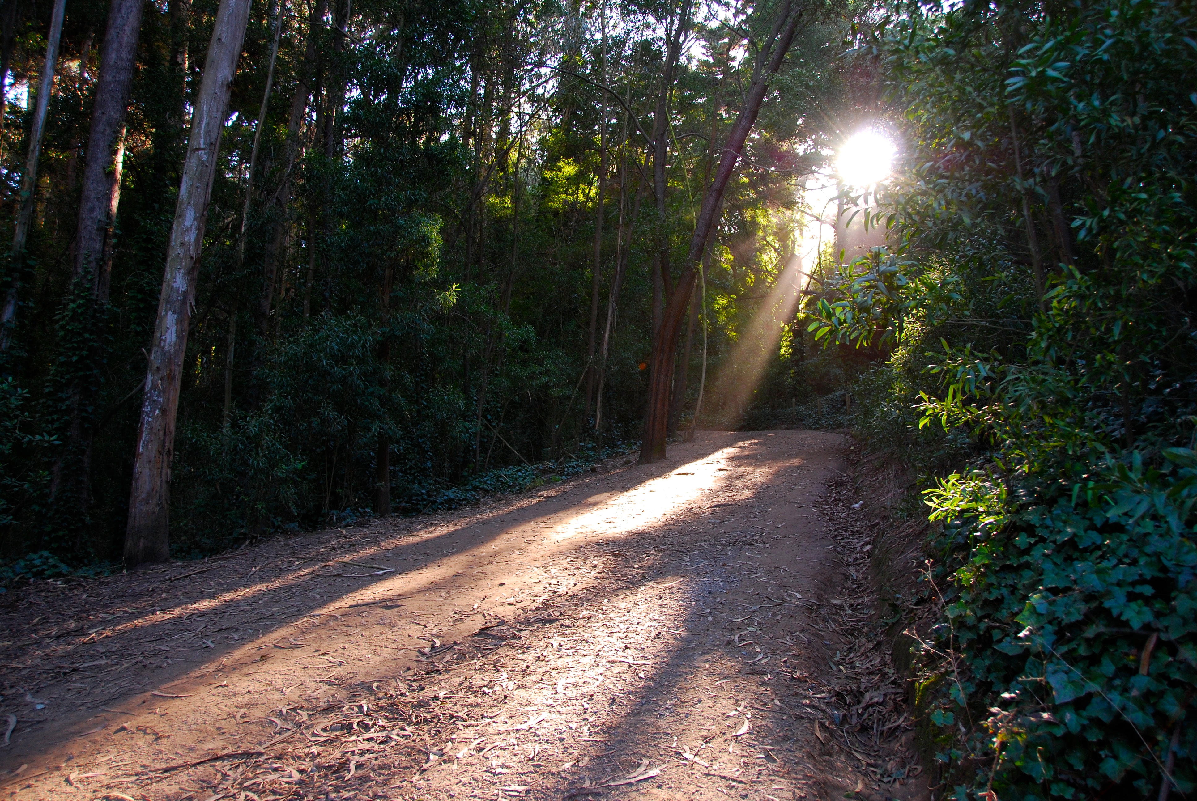 Lover's Lane, Ecology, Mountain Lake Trail Loop 