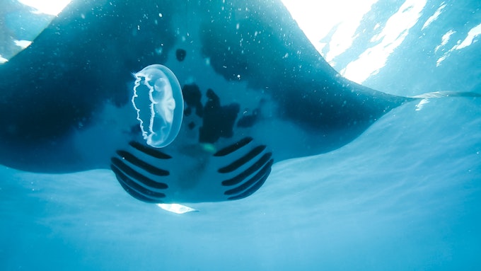 Manta Valley  Diving with giant manta rays in Cancún, Mexico