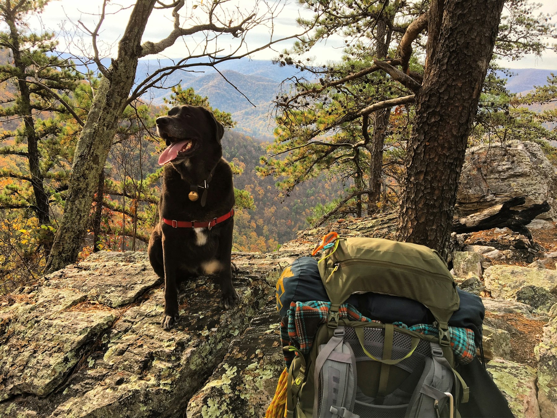 Best dog on sale hikes in shenandoah