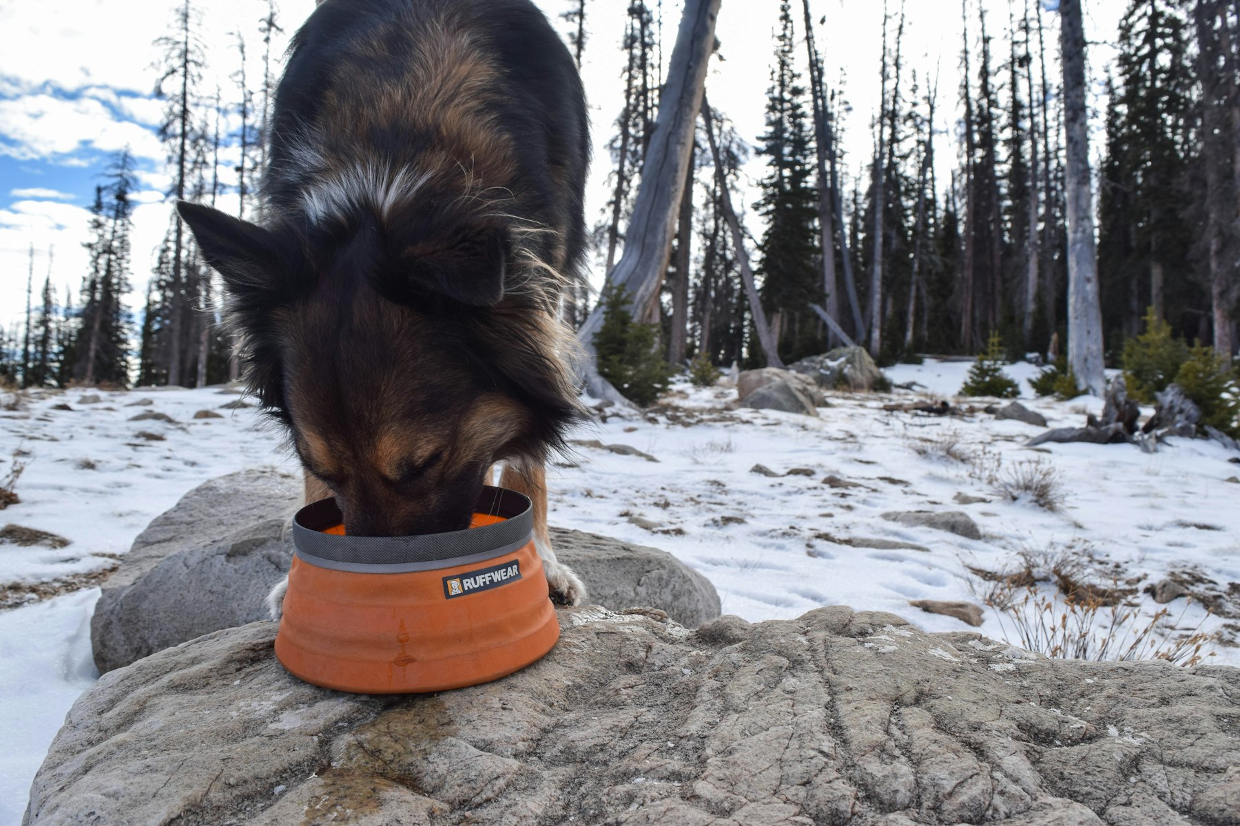 can my dog hike in the snow