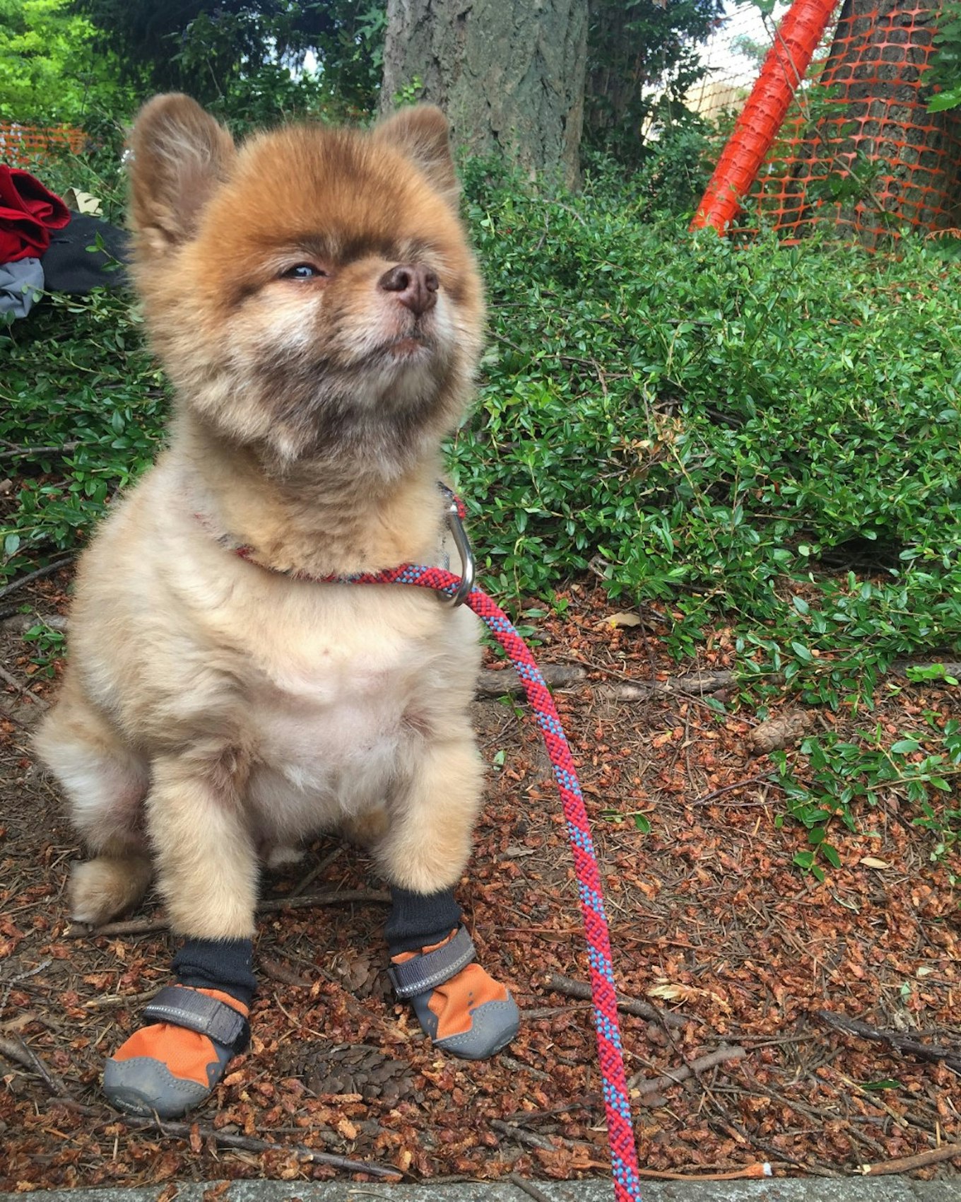 Hiking with small outlet dog