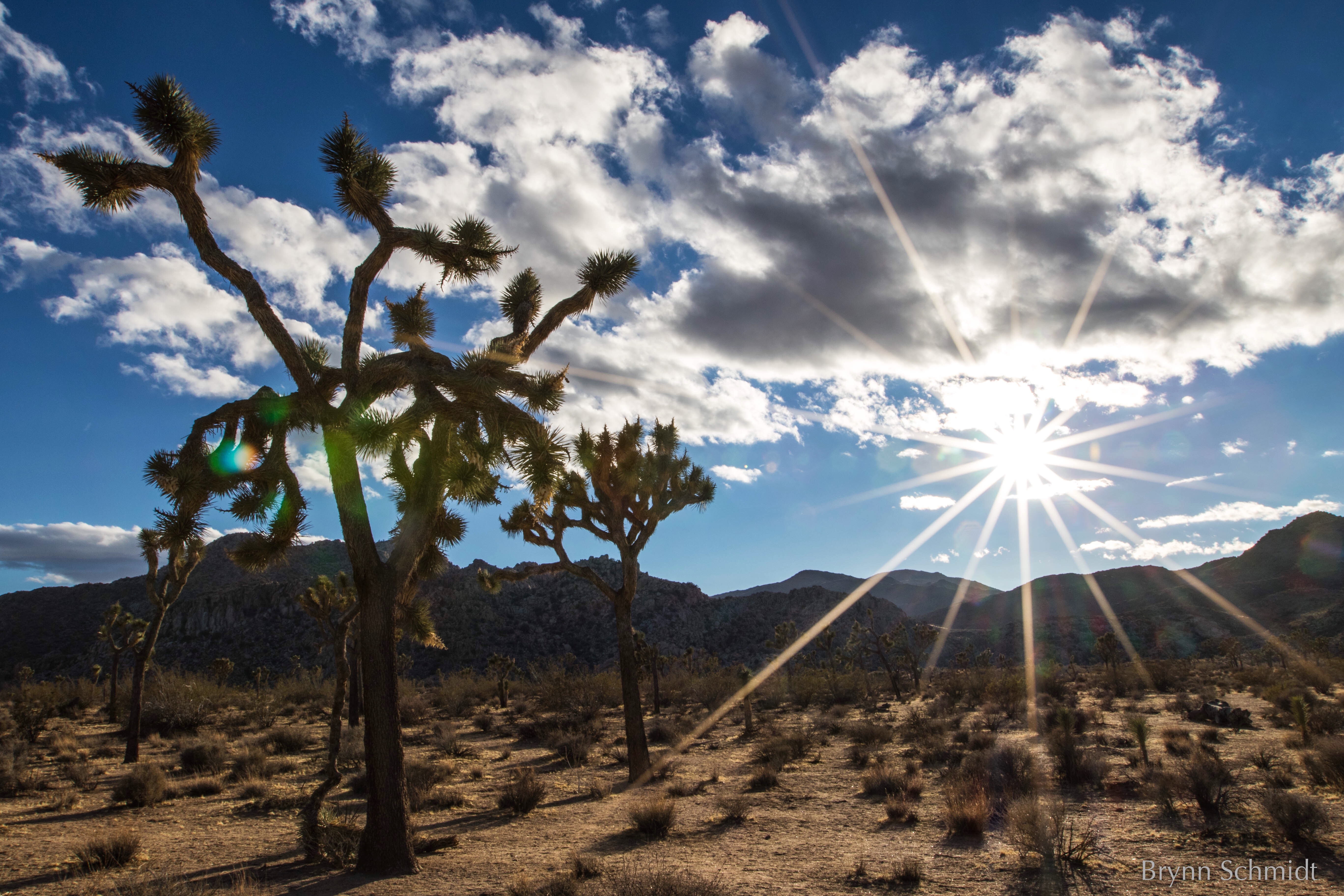 joshua tree chacos
