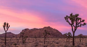 5 Things to Know Before Adventuring in Joshua Tree National Park
