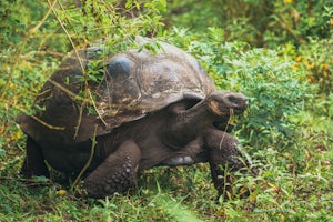 Hike & Bike to a Hidden Giant Tortoise Reserve in Parque Nacional Galápagos