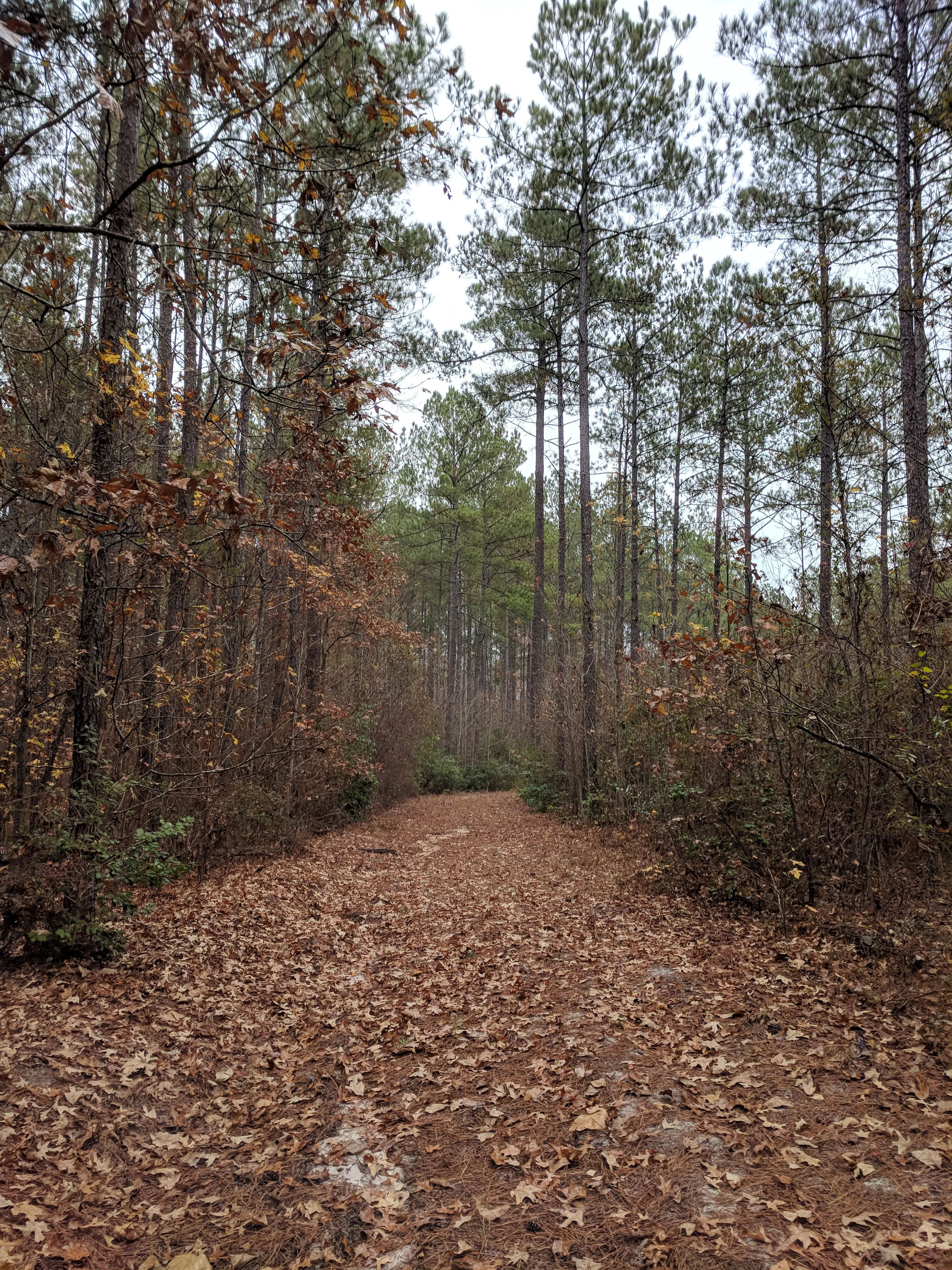 Sugarloaf Mountain