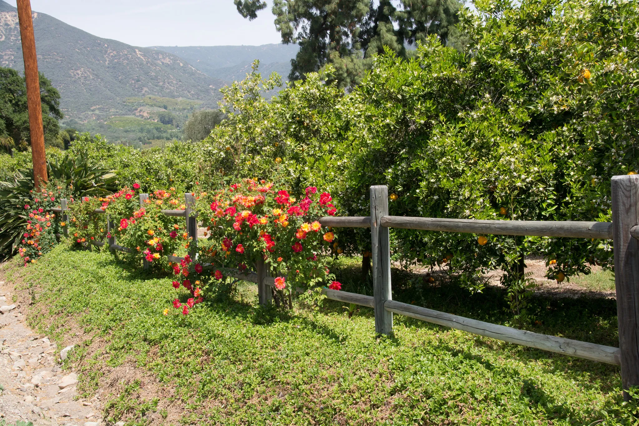 Camp at Dennison Park in Ojai Valley 