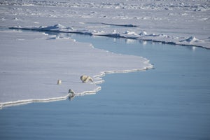 Protect the Arctic National Wildlife Refuge