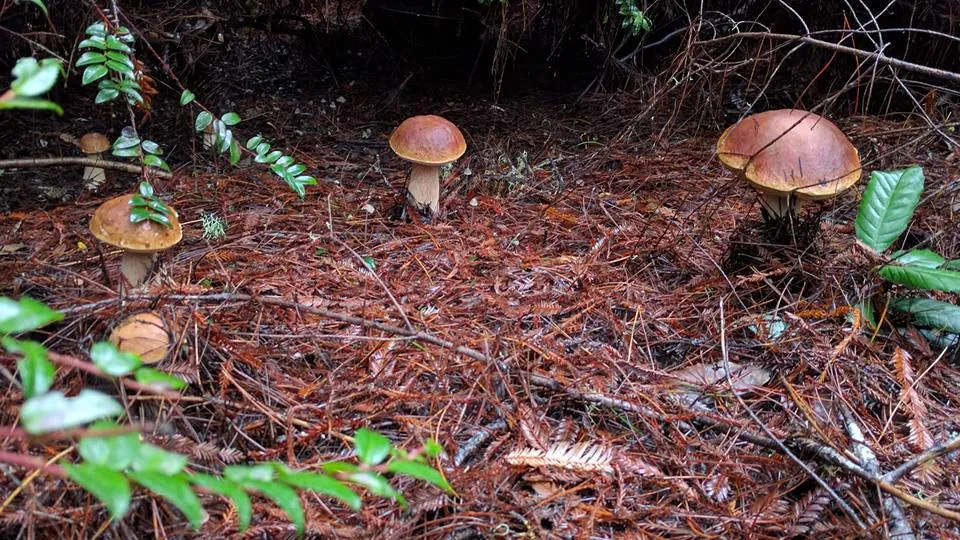 Bolete Mushroom Hunting