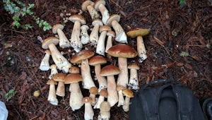 Bolete Mushroom Hunting