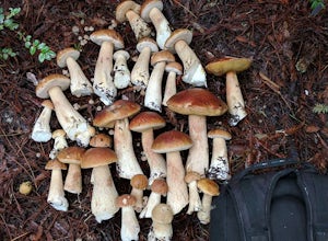Bolete Mushroom Hunting