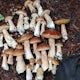 Bolete Mushroom Hunting