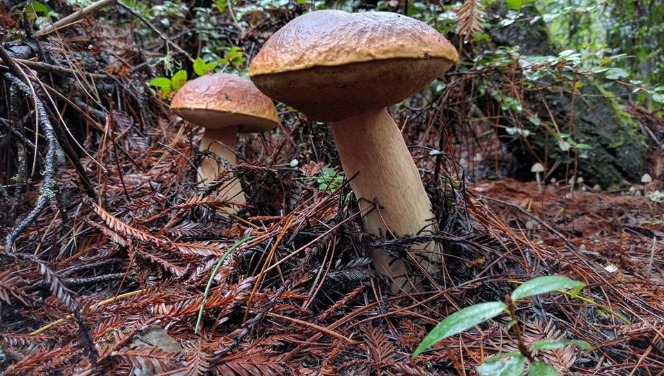 Bolete Mushroom Hunting