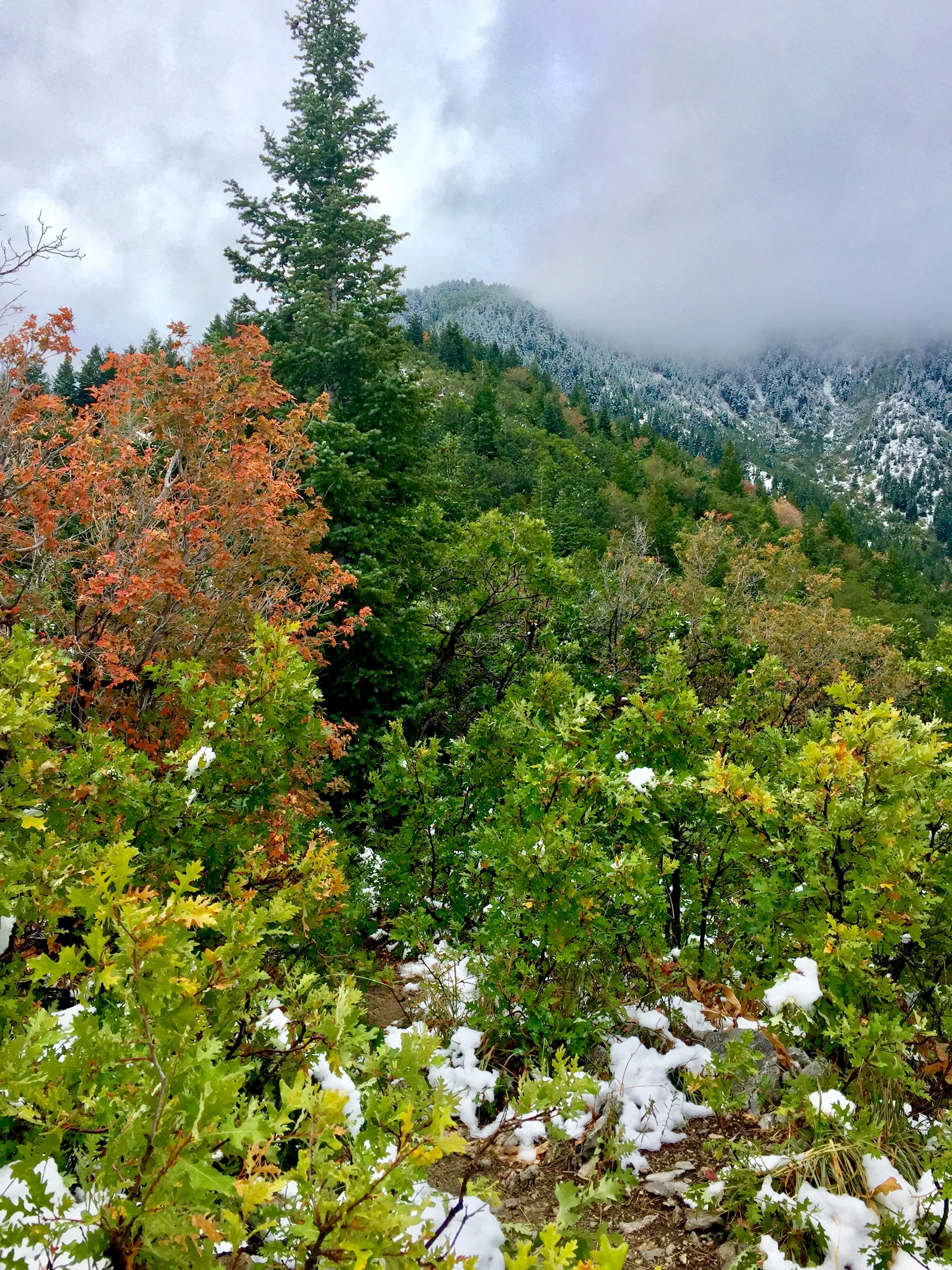 Salt Lake Overlook via Desolation Trail