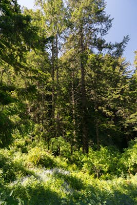 Hike Purisima Creek Redwoods OSP