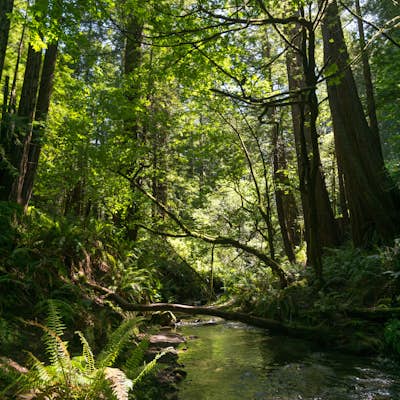 Hike Purisima Creek Redwoods OSP