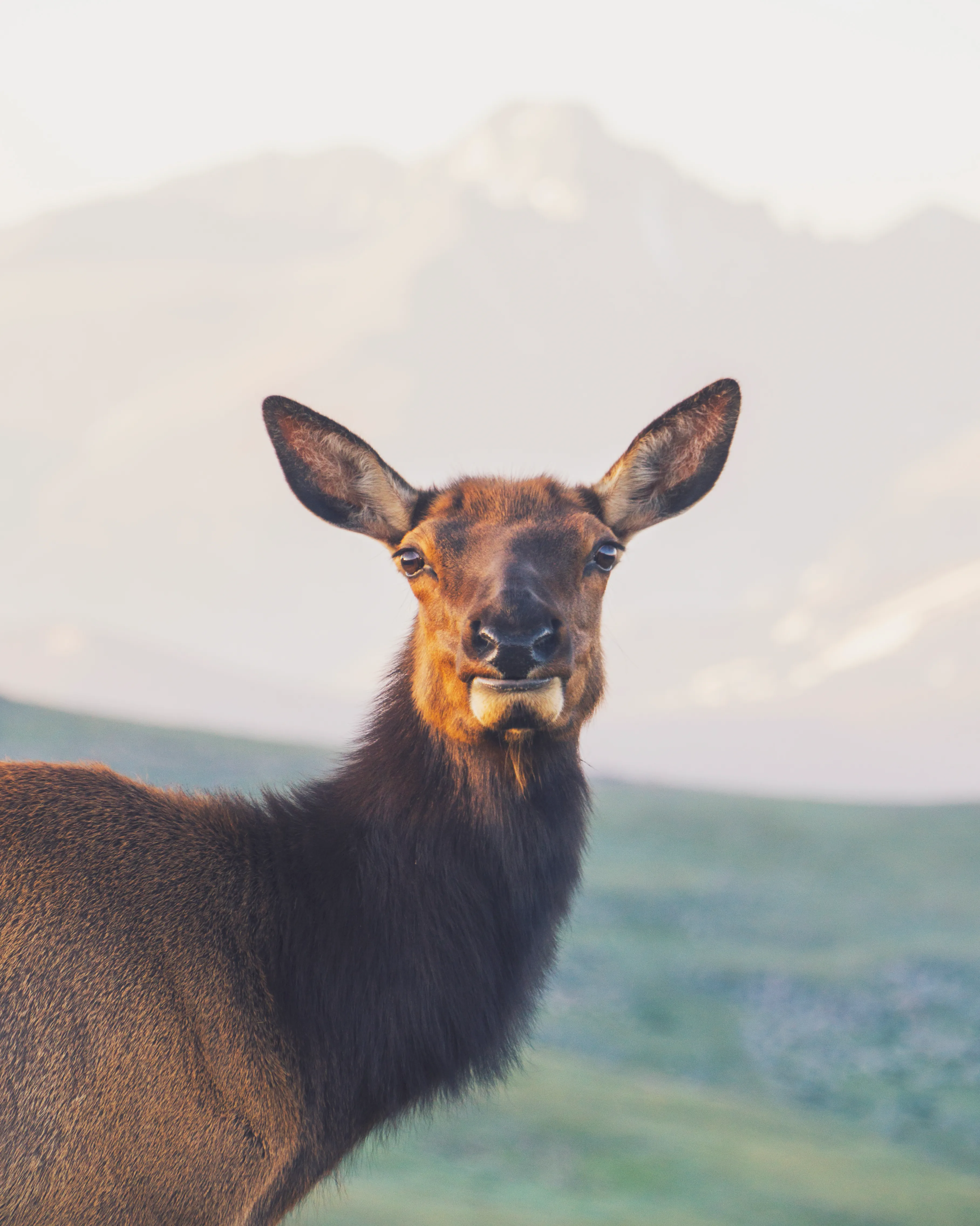 Rocky Mountain NP's Trail Ridge Road