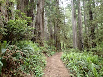 Hike the Boy Scout Tree Trail