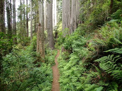 Damnation Creek Trail