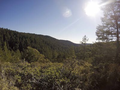 Hike the Canyon Rim Route in Butano State Park 