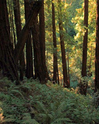 Canopy, Panoramic, Redwood Trail, Sun, Dipsea Trail Loop