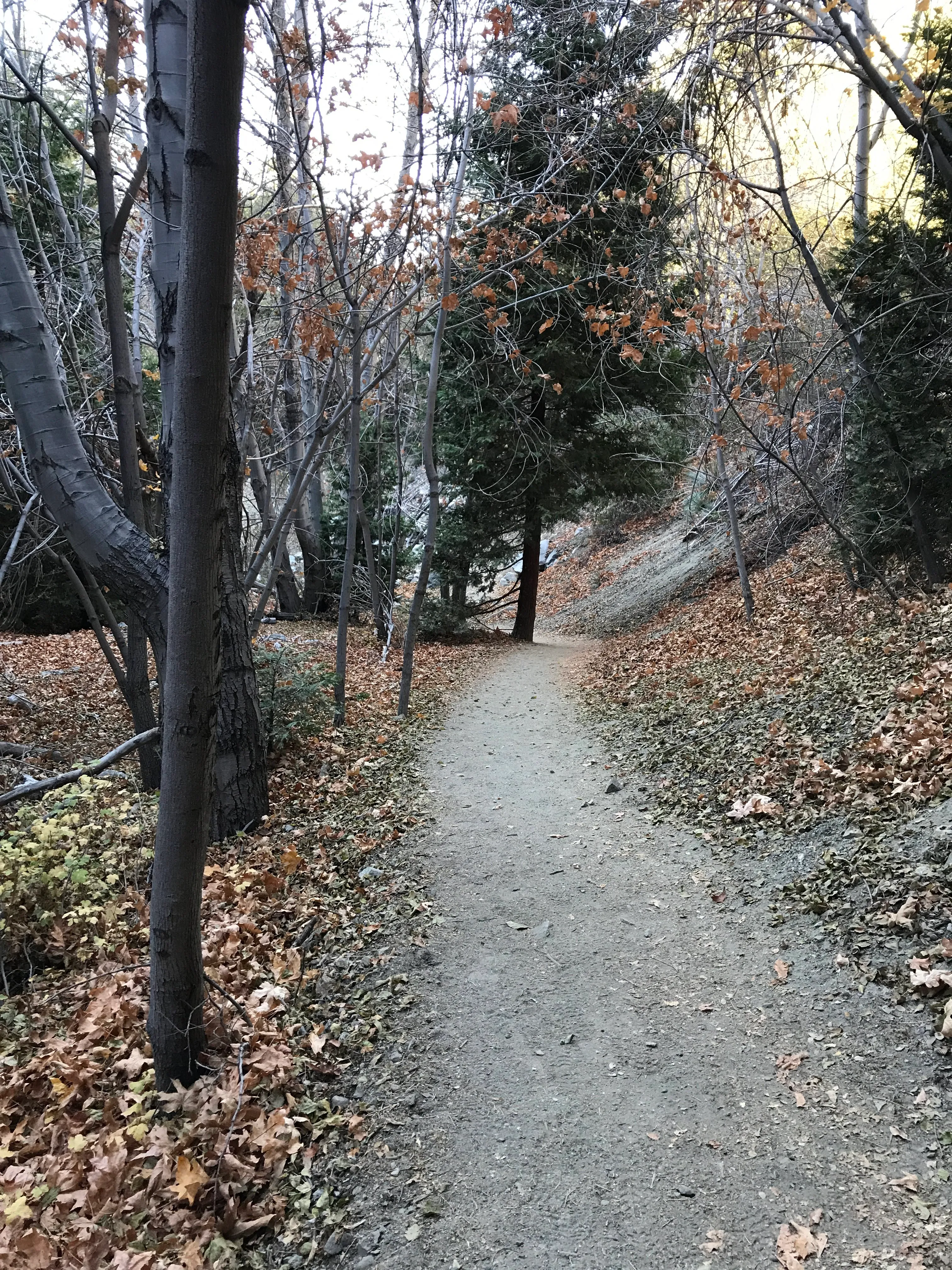 Icehouse Saddle via Icehouse Canyon Trail