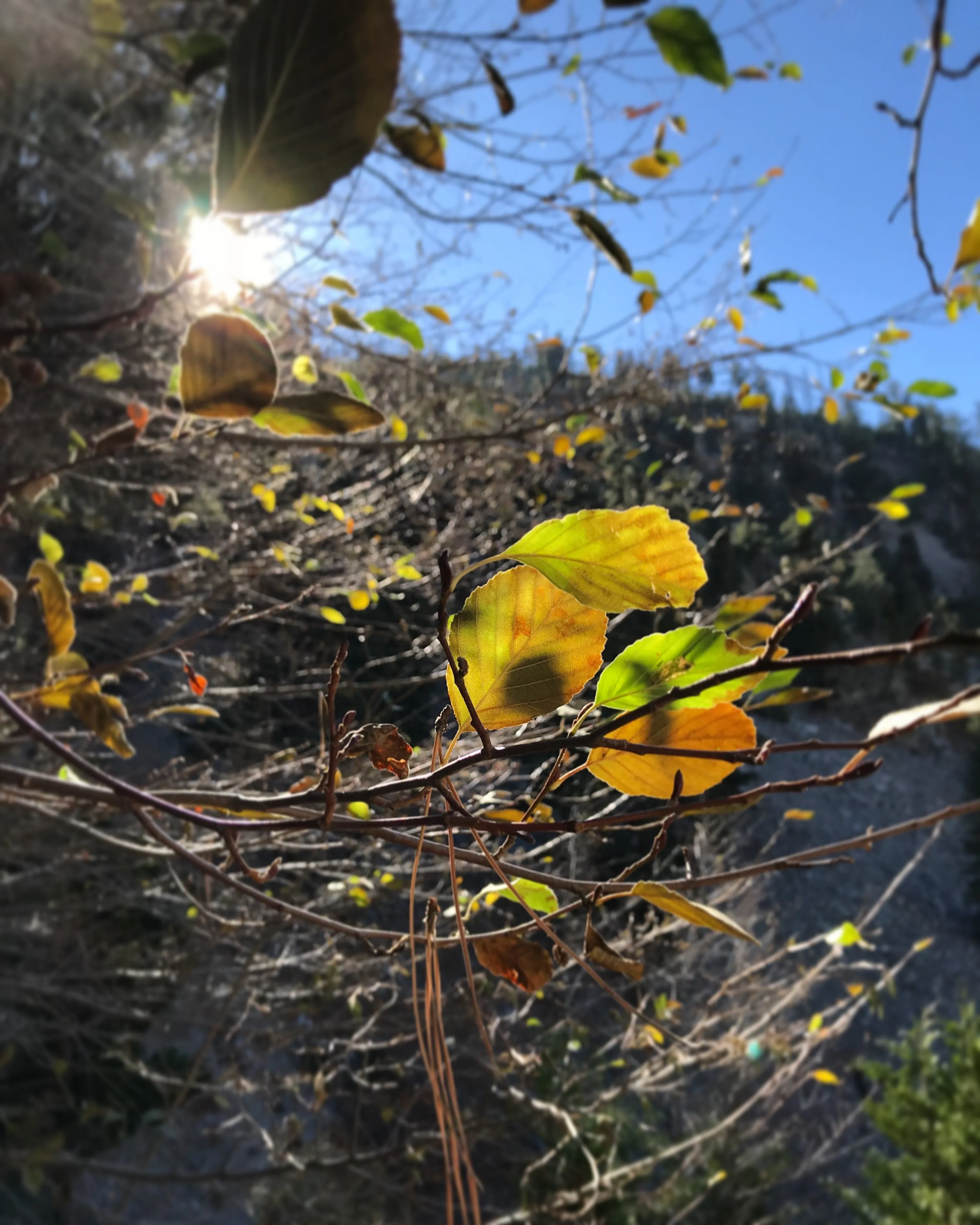 Icehouse Saddle via Icehouse Canyon Trail