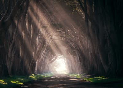 Photograph the Cypress Tree Tunnel in Point Reyes