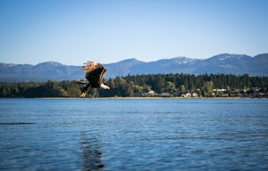 Paddle the Courtenay River Estuary 