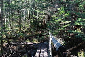Hike Mount Moosilauke via Beaver Brook Trail