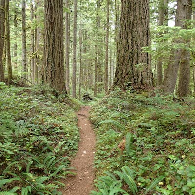 Hike the Heart O' the Forest Trail
