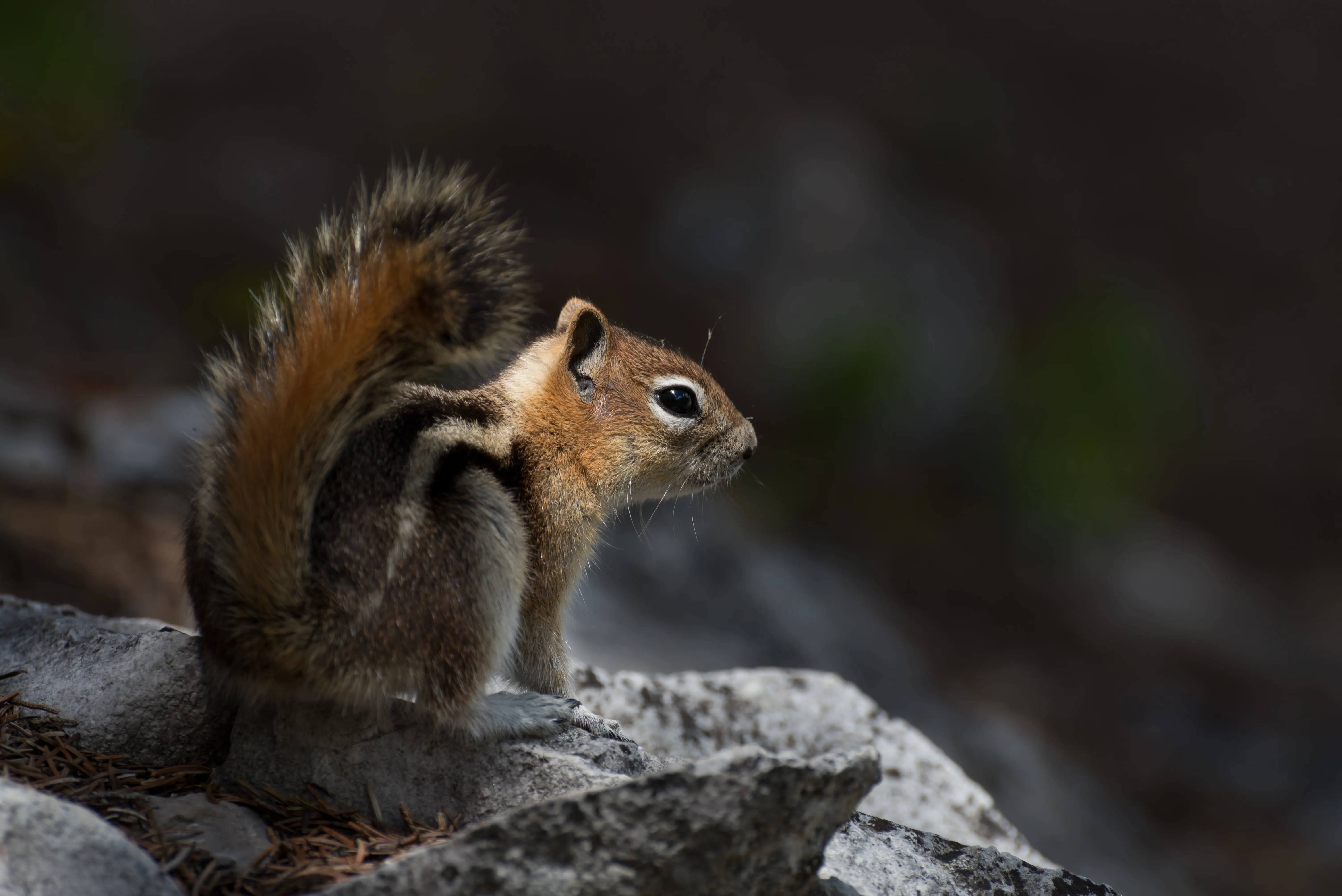 Hike along Palisades Creek