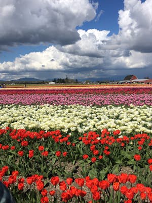 Explore the Flower Fields of Skagit Valley