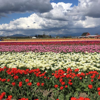 Explore the Flower Fields of Skagit Valley