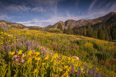 Wildflower Hike In Albion Basin , Albion Basin