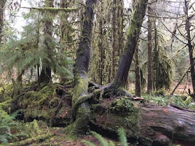 Hoh Rainforest and Hall Of Mosses