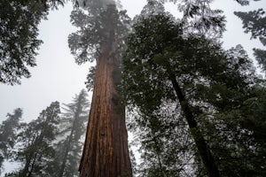 Walk the General Grant Tree Trail 