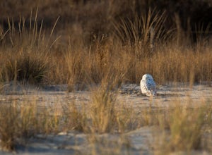 Cape May’s Visiting Admiral: Higbee the Snowy Owl