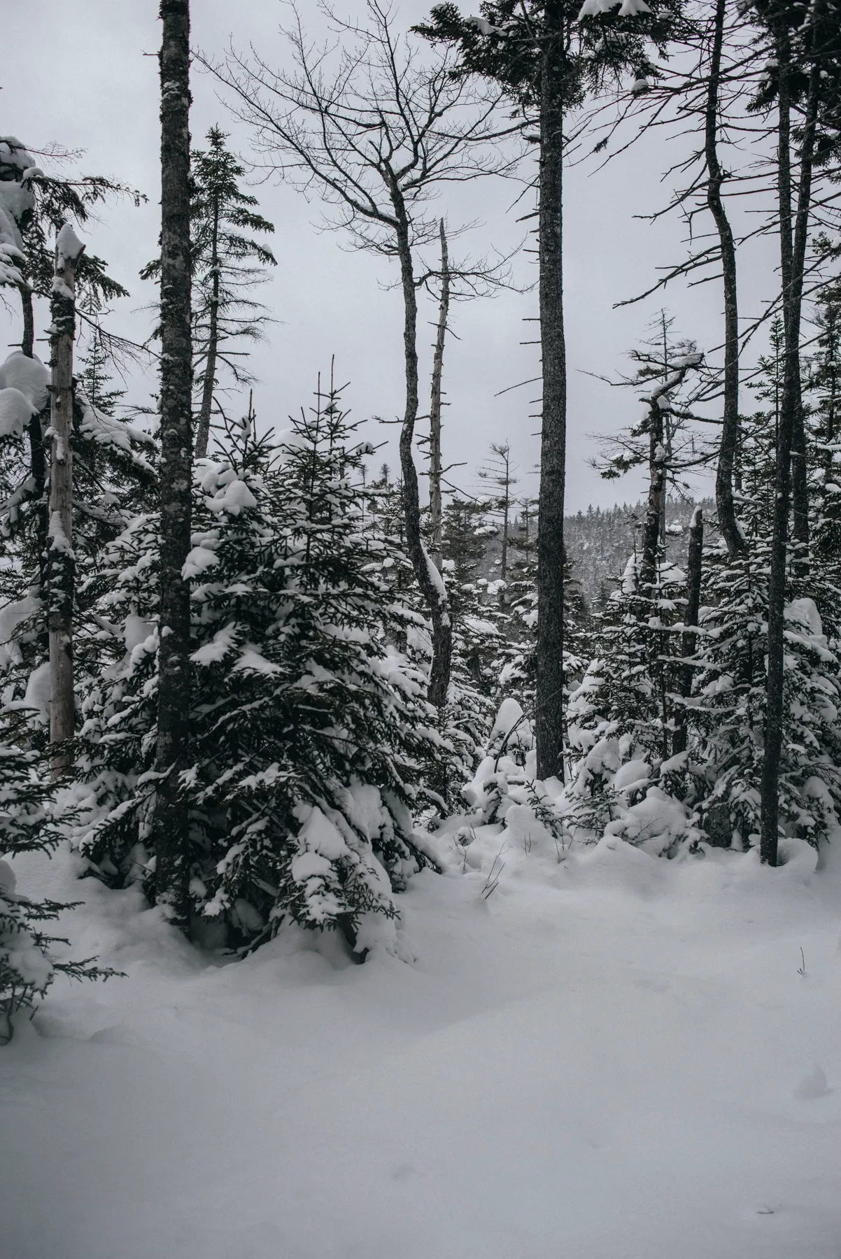 Snowshoe to Lonesome Lake